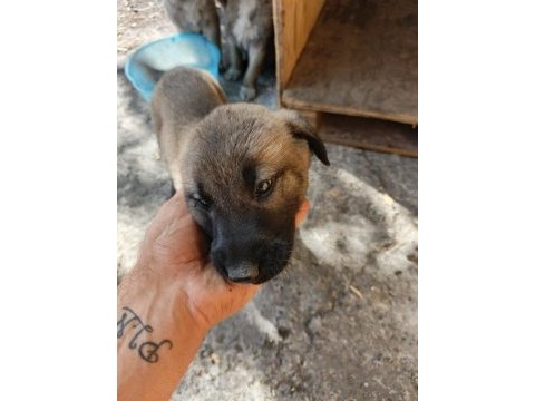 2 aylık yavru köpekler
