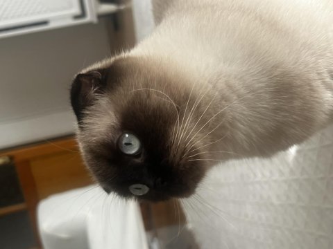 2 yaşında eğitimli scottish fold