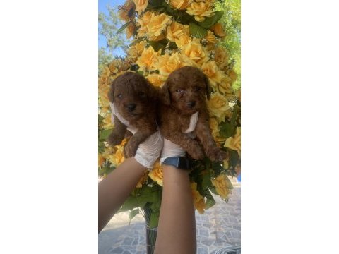 Kore poodle
