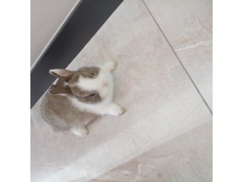 2 aylık cüce tavşanımız