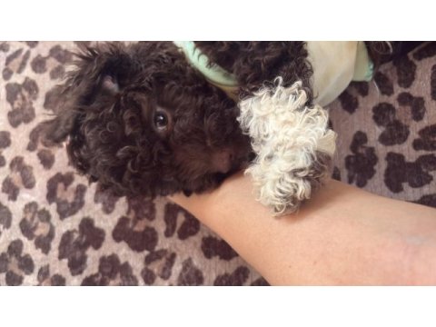 Poodle 5 aylık erkek