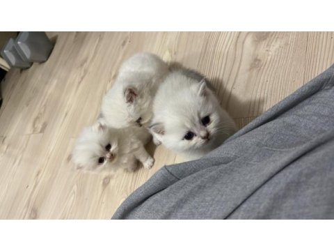 British shorthair yavrular (açıklamayı okuyun)