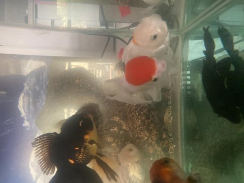 İthal oranda