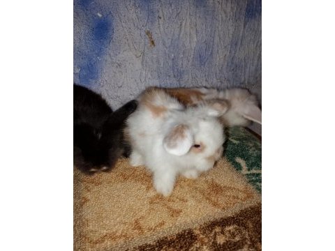 Teddy lop tavşan yavrular mavi göz yavrular
