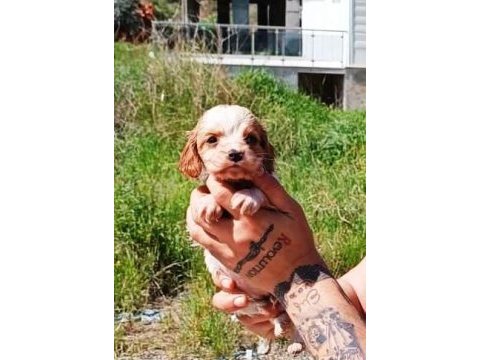 Orijinal 0 numara yavru cavalier king charlesler
