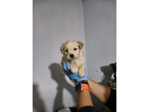 Maltipoo son iki erkek yavru
