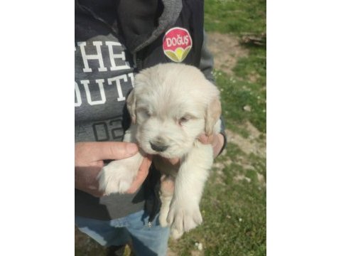 İzmir golden retriever yavrular