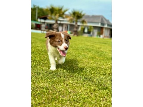 Border collie yavruları aşıları tam 