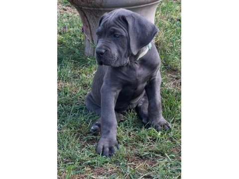 Muhteşem cane corso bebekler güvenli kapıya teslim