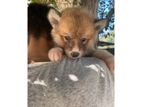(sdk) çiftlikten japon akita inu yavrular