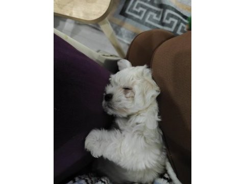 3 aylık aylık maltipoo tuvalet eğitimi var