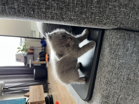 Scottish fold yavrumuzu sahiplendirmek istiyoruz