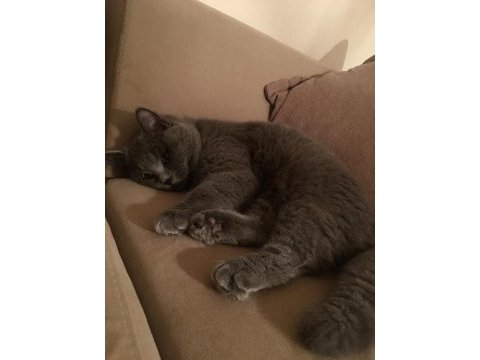 British shorthair