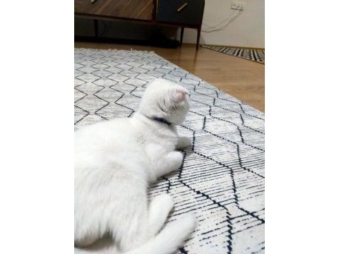 6 aylık sevimli scottish fold
