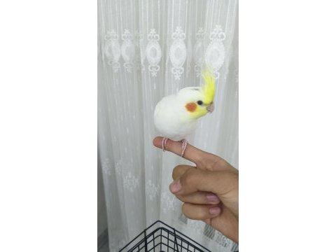 3 aylık sultan papağanı sağlıklı lutino tür