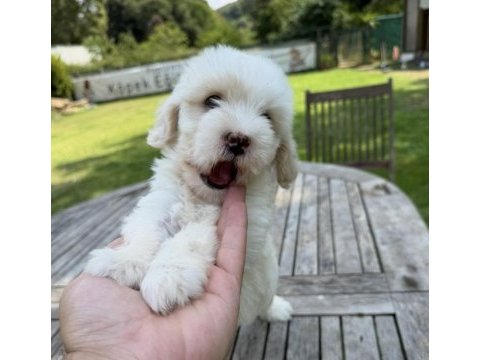 Tr nin en iyi maltipoo yavruları