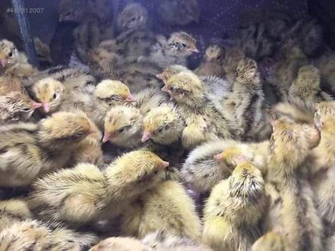 Günlük bıldırcın civcivi