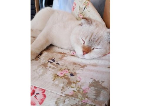 Beyaz gri uysal 7 aylık scottish kedi