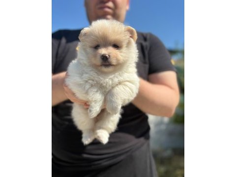 Dişi pomeranian yavrusu il denizli