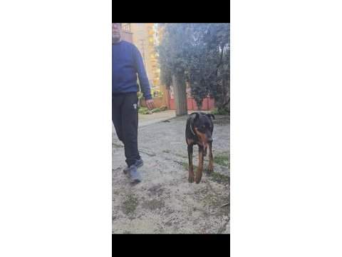 1 yaşın king doberman