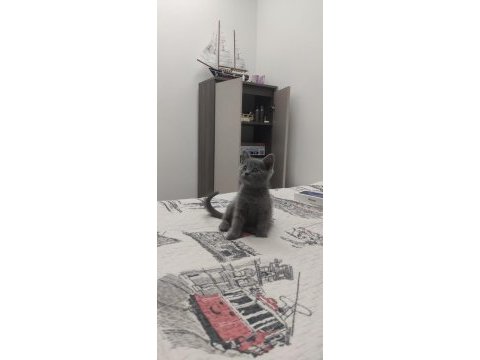 British shorthair 3 aylık