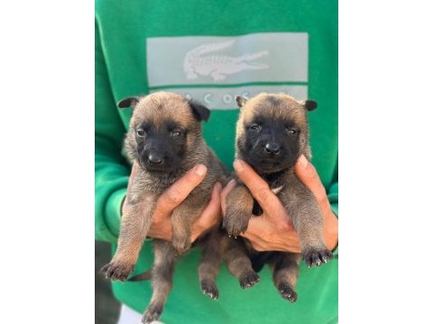Saf kan belçika malinois yavrular için geç kalmayın
