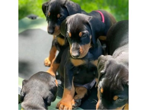 Türkiyenin en güvenilir çiftliğinden doberman