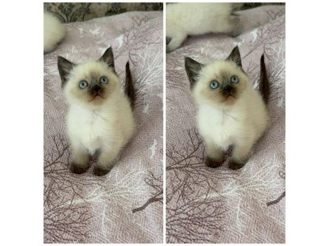 Siyam kedisi yavru 2 aylık