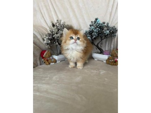 British longhair ny12 dişi erkek