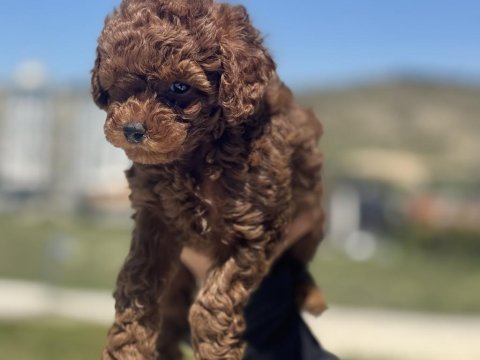 Show kalite red brown toy poodle yavrularımız