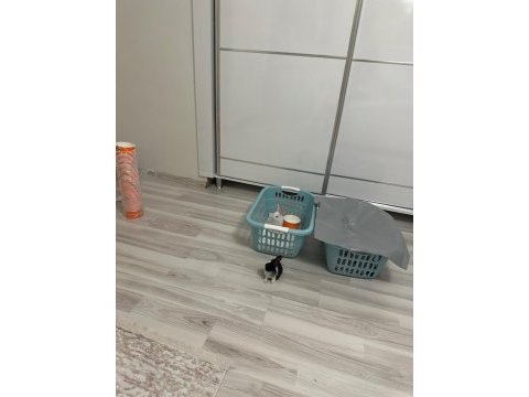 Acil yuva aranıyor ücretsiz sahiplendirme tavşan
