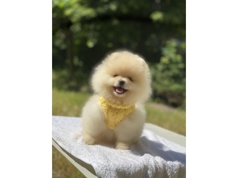 Pomeranian