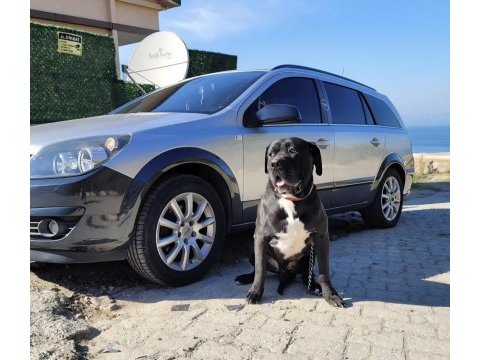 Yavru ve yetişkin a kalite cane corso
