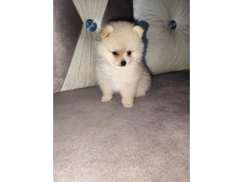 Uslu ve oyuncu erkek köpeğimiz yeni ailesini bekliyor