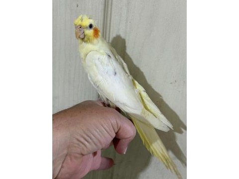 53 günlük ful evcil lutino sultan papağanı bebek