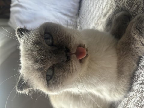Ücretsiz 2 yaşında dişi scottish fold