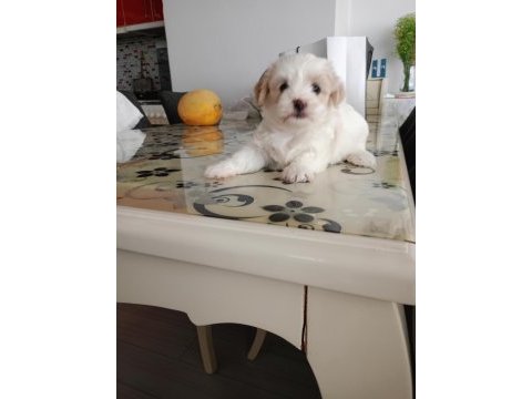 Terrier can dostları bunlar