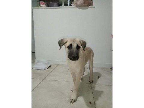2,5 aylık kangal yavrusu