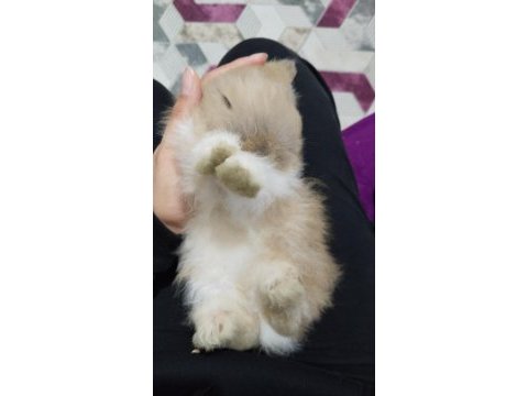 Aslan yele (lionhead) tavşan
