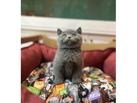 Gri british shorthair erkek yavrum