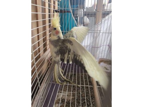 Bir çift muhabbet kuşu ve altı adet yavrusu ile verilecektir