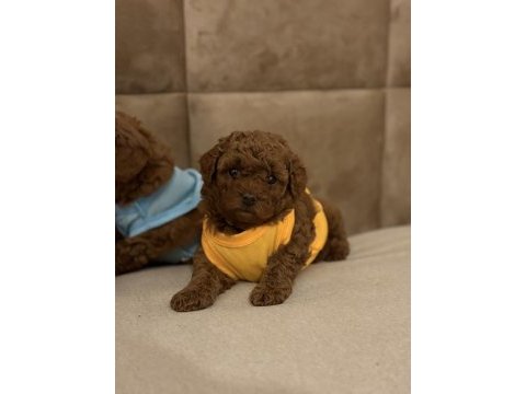 0 numara red poodle yavrularım
