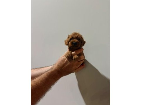 Kore poodle köpeği