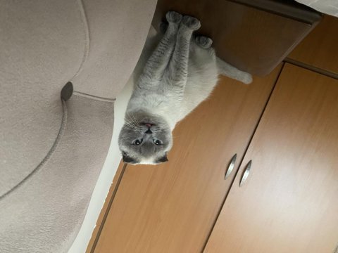 Taşınmak zorunda olduğumdan scottish fold