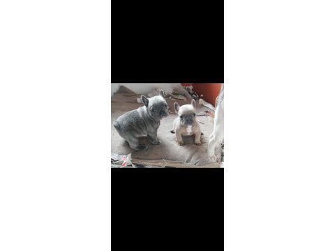 Pofidik french bulldog köpeklerim