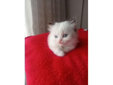 Uygun fiyata ragdoll yavru