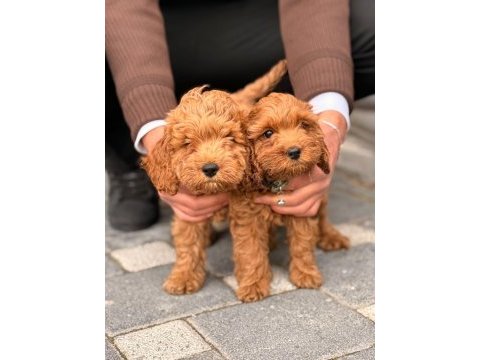 A kalite toy poodle dişi erkek yavrular