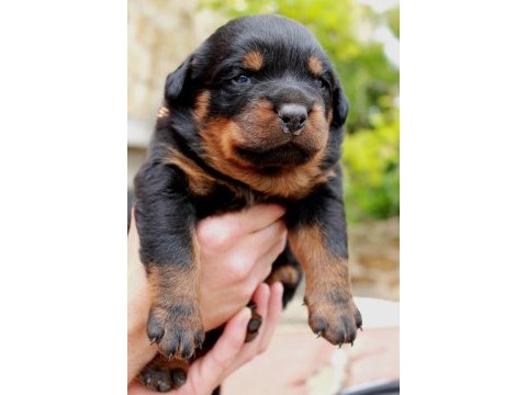 2 aylık rottweiler yavrularım