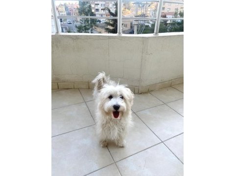 5 aylık maltipoo köpeği