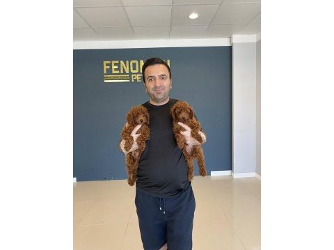 Renk renk orjinal toy poodle yavrularımız güncel ankara